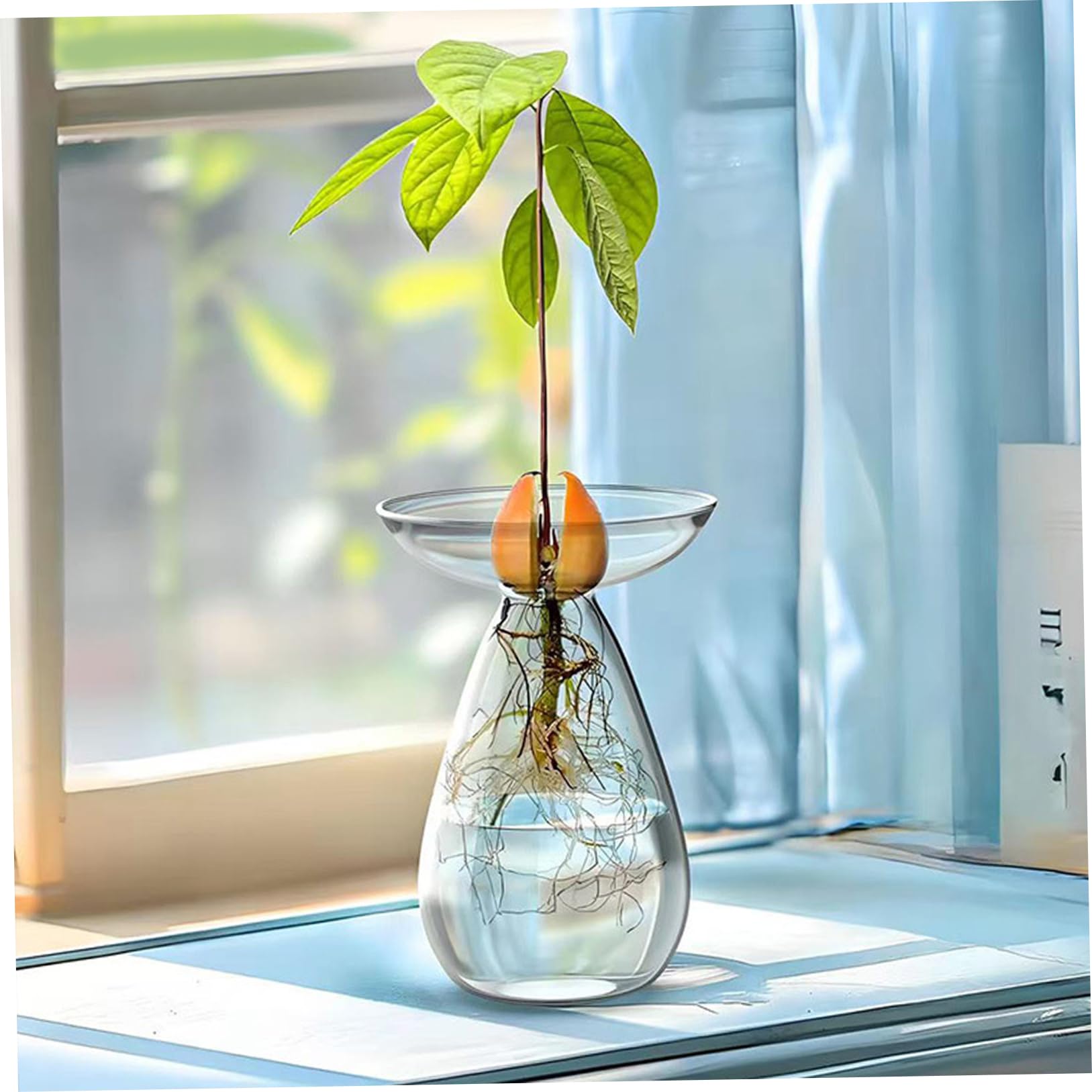 Macetas transparentes para plantas, florero de cristal transparente para semillas de aguacate, macetero para plantas hidropónicas, kit de cultivo de árboles pequeños para decoración de interiores, ho