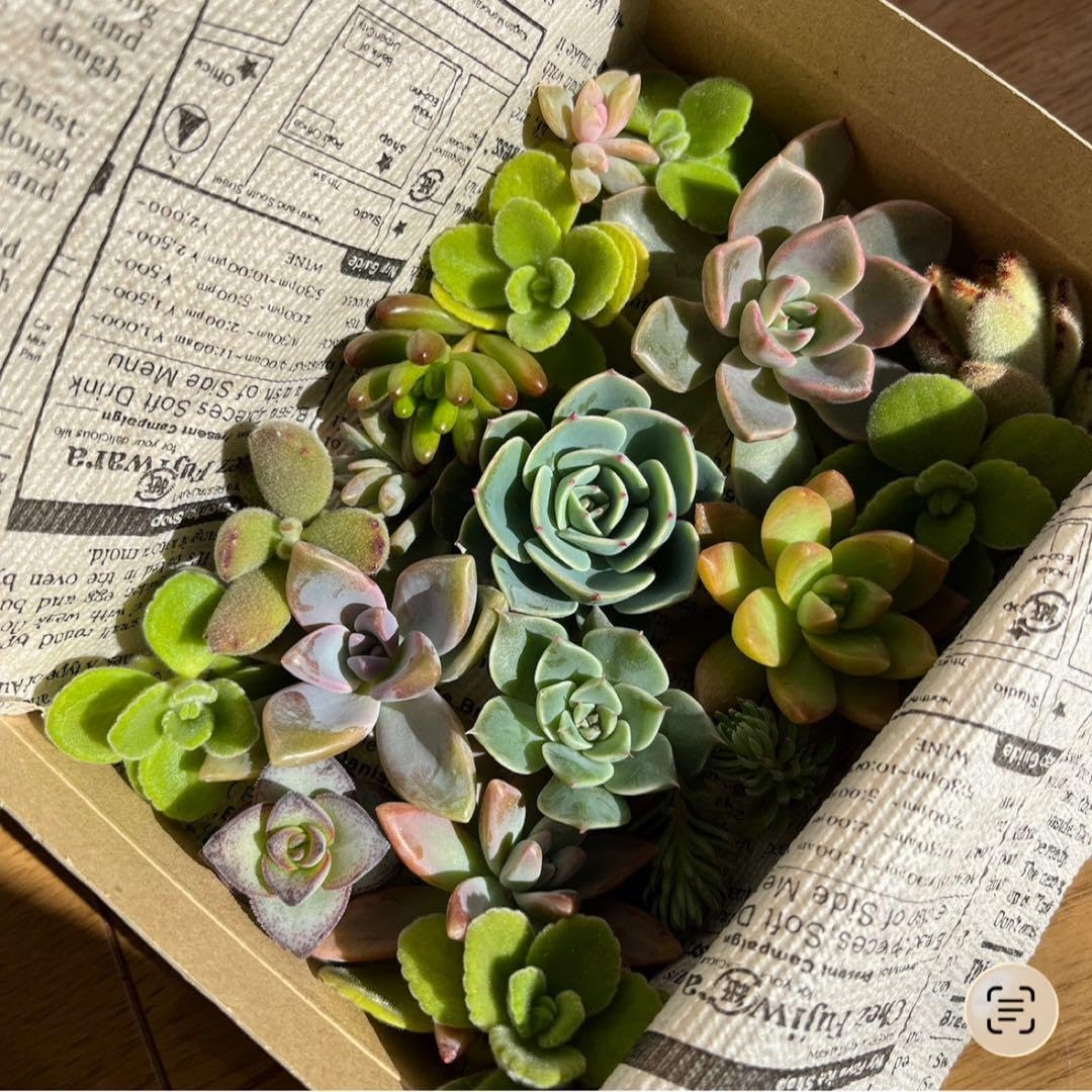Amazon.co.jp: 【匿名配送】 多肉植物 カット苗詰め合わせ エケベリア