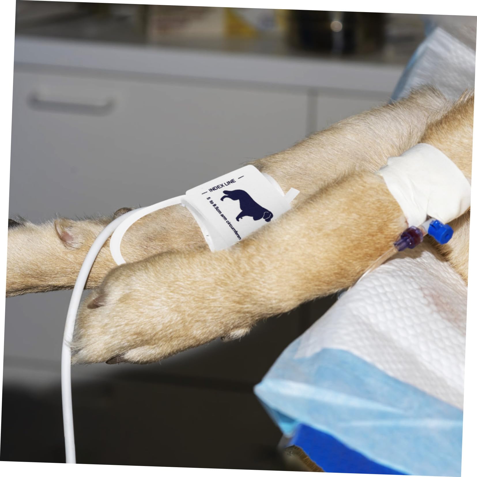 Bracciale per Misuratore di Pressione Non Tessuto, Adatto per Animali e Gatti Circonferenza Braccio 5-9,5cm, per Uso Veterinario