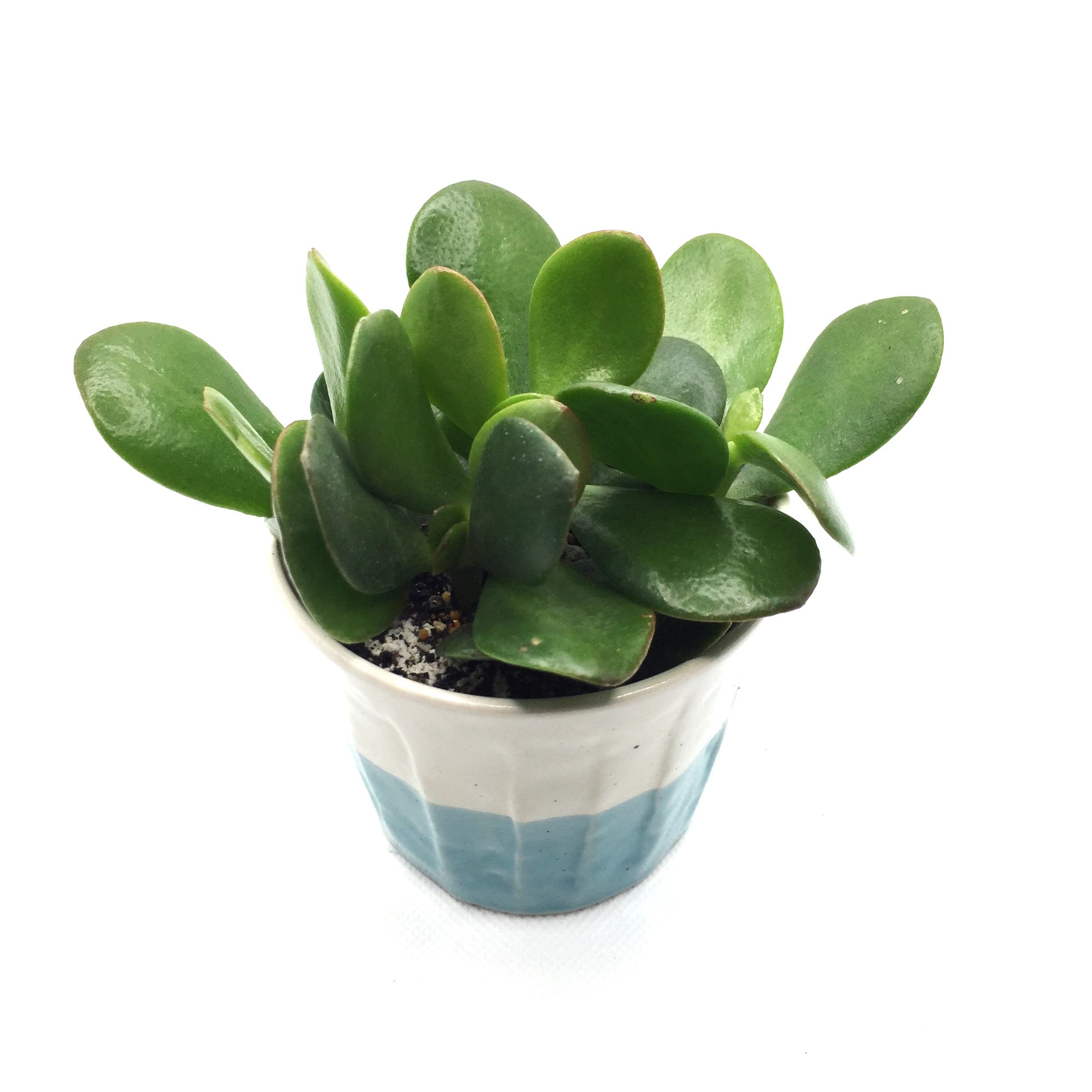 Amazon｜お金のなる木 寄せ植え 幸運の木金のなる木 花月 多肉植物