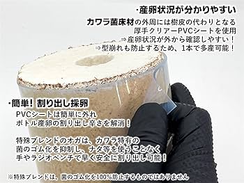 Amazon | タランドゥスオオツヤ 1メス54個採卵！【DDA】カワラ菌