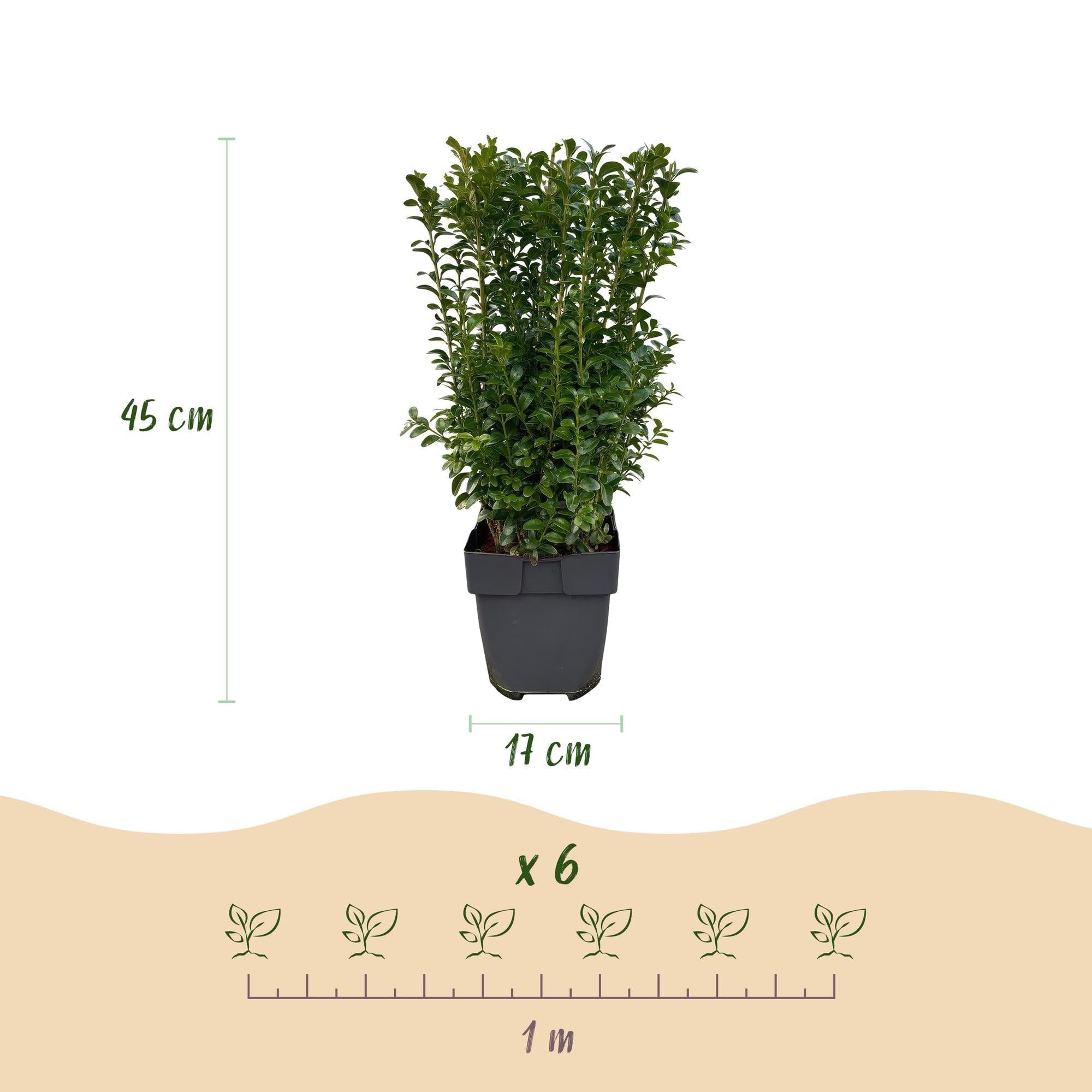 Buxus sempervirens – 6 roślin na 1 metr bieżący – zwykły bukszpan – wiecznie zielony żywopłot w doniczce 17 cm – ok. 45 cm wysokości – gęsty i łatwy w pielęgnacji do żywopłotów ogrodowych
