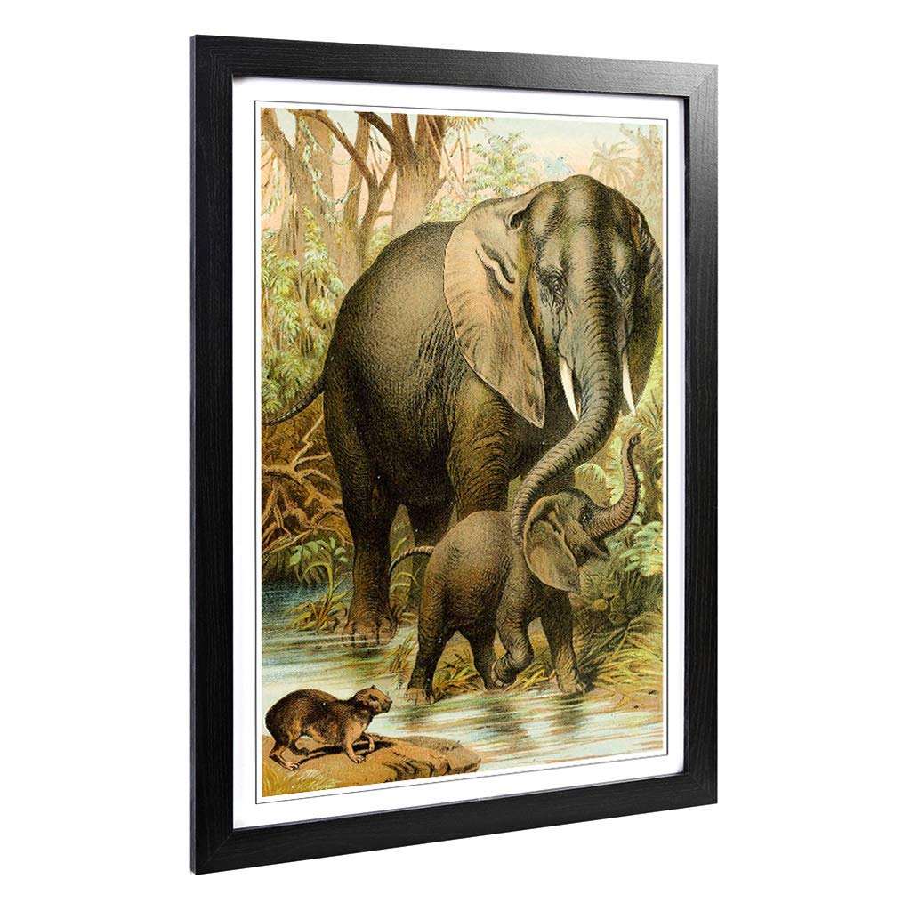 Big Box Art Framed Print of Vintage African Elephants & Hyrax Design | Wall Art Picture | Home Decor for Kitchen, Living Room, Bedroom, Hallway, Black, A2 / 24.5x18 Inch / 62x45cm
