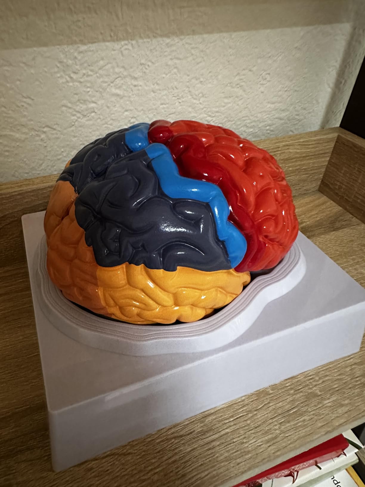 ZENFUN Human Brain Anatomical Model, Color-Coded Partitioned Brain, 2 ...