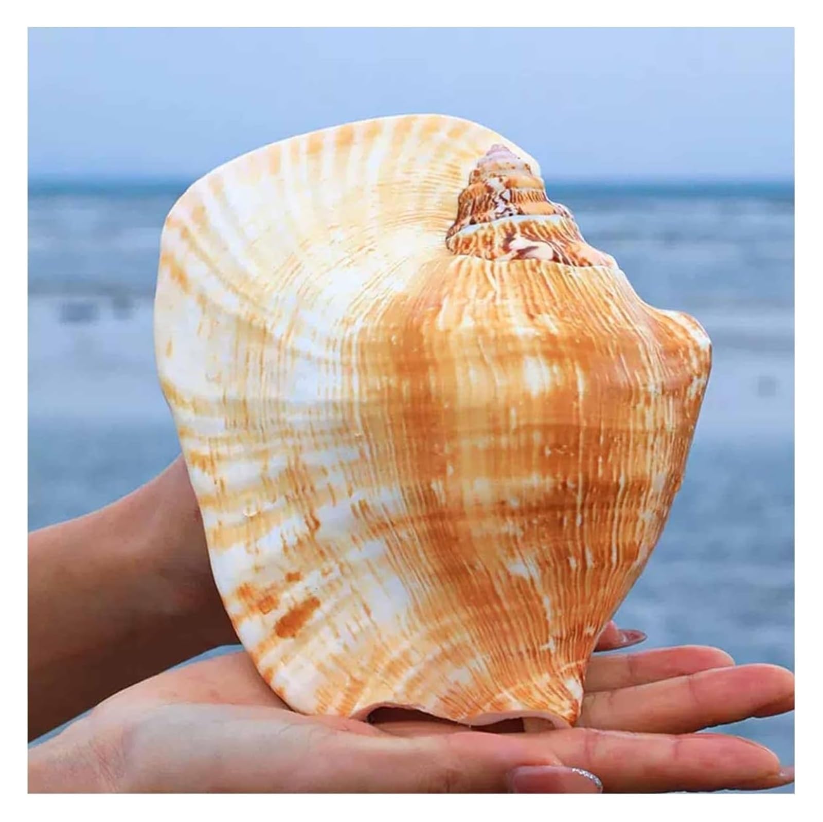 YKMYXZ shells， Of Conch Home Decorations(12~13cm)