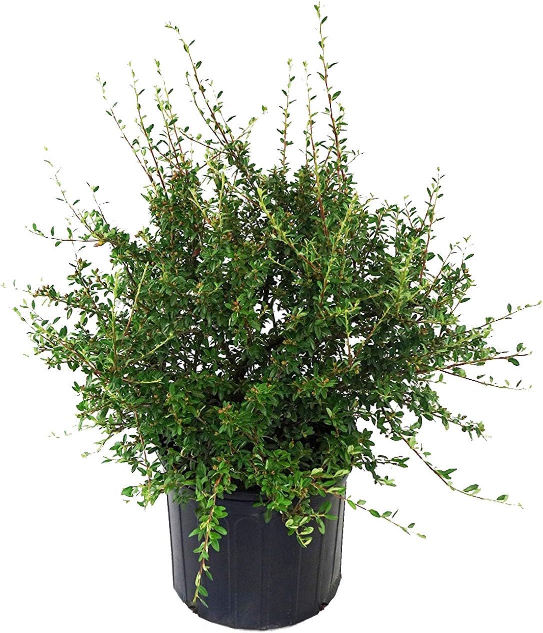 Cotoneaster dammeri 'Coral Beauty' (Coral Beauty Cotoneaster) Shrub, 3 - Size Container