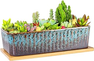 Succulent Large Succulent Planters with Tray