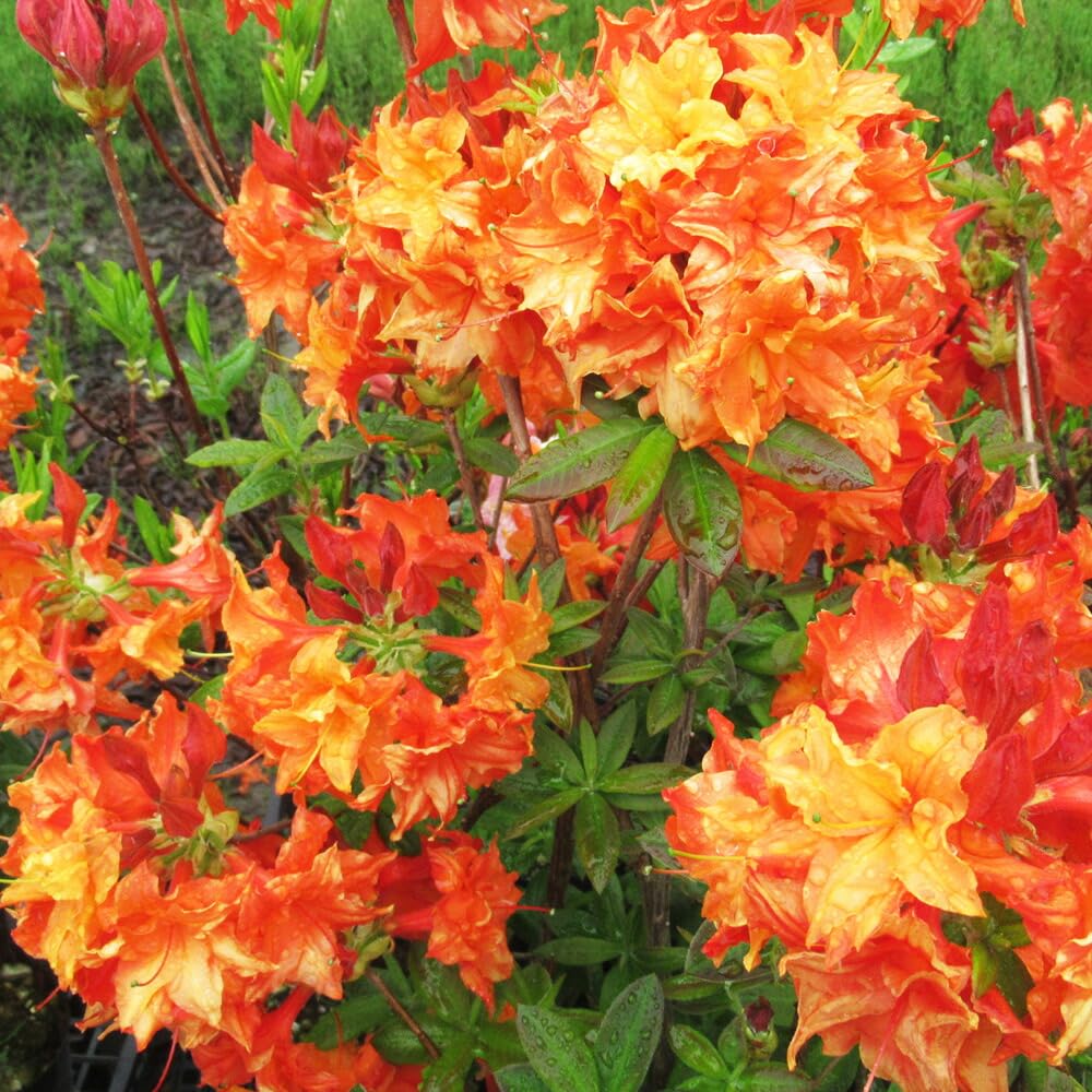 Amazon.co.jp: 八重咲き 信濃 ツツジ 苗 苗木「 レッドダブル 」挿木2