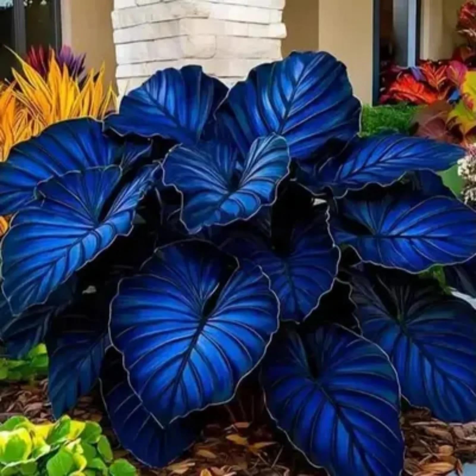 Perennial-Hosta Bulbs for Planting Now UK-LargeBrilliant Hosta Rhizome/Grow Well/Excellent Display/Potted/Rare-4bulbs-B — image 1