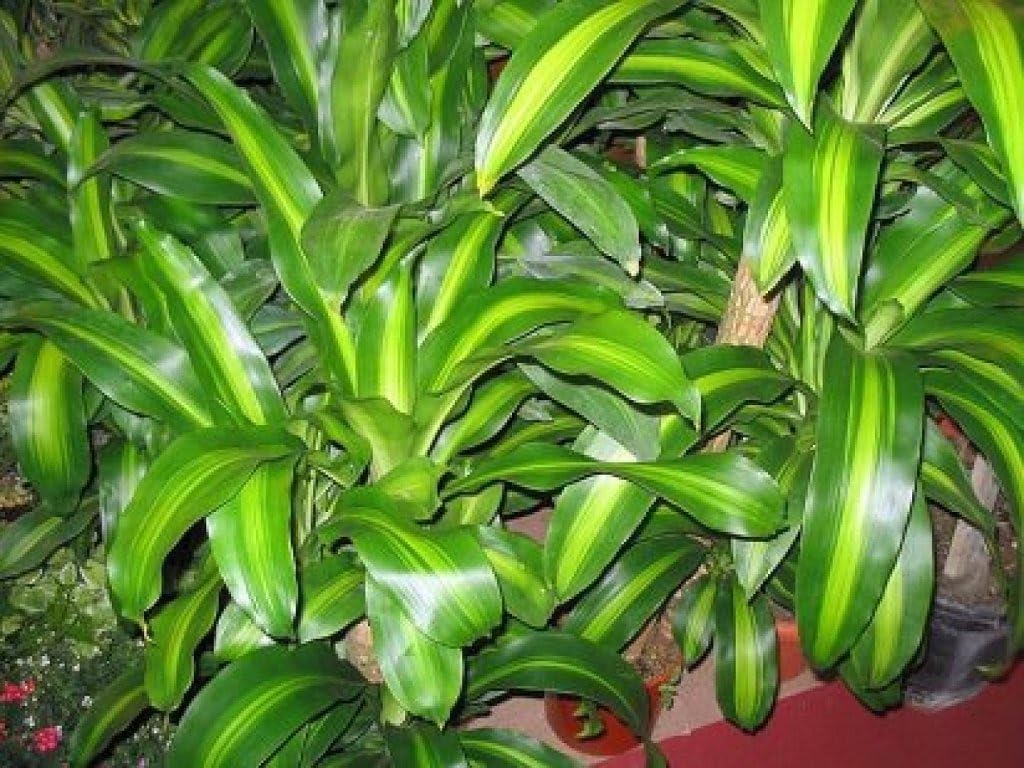 Tronco de Brasil Planta Natural (Dracaena Fragrans) - Planta de Interior Grande y Purificadora de Aire - Árbol Pequeño para Decoración de Salón y Oficina - Maceta