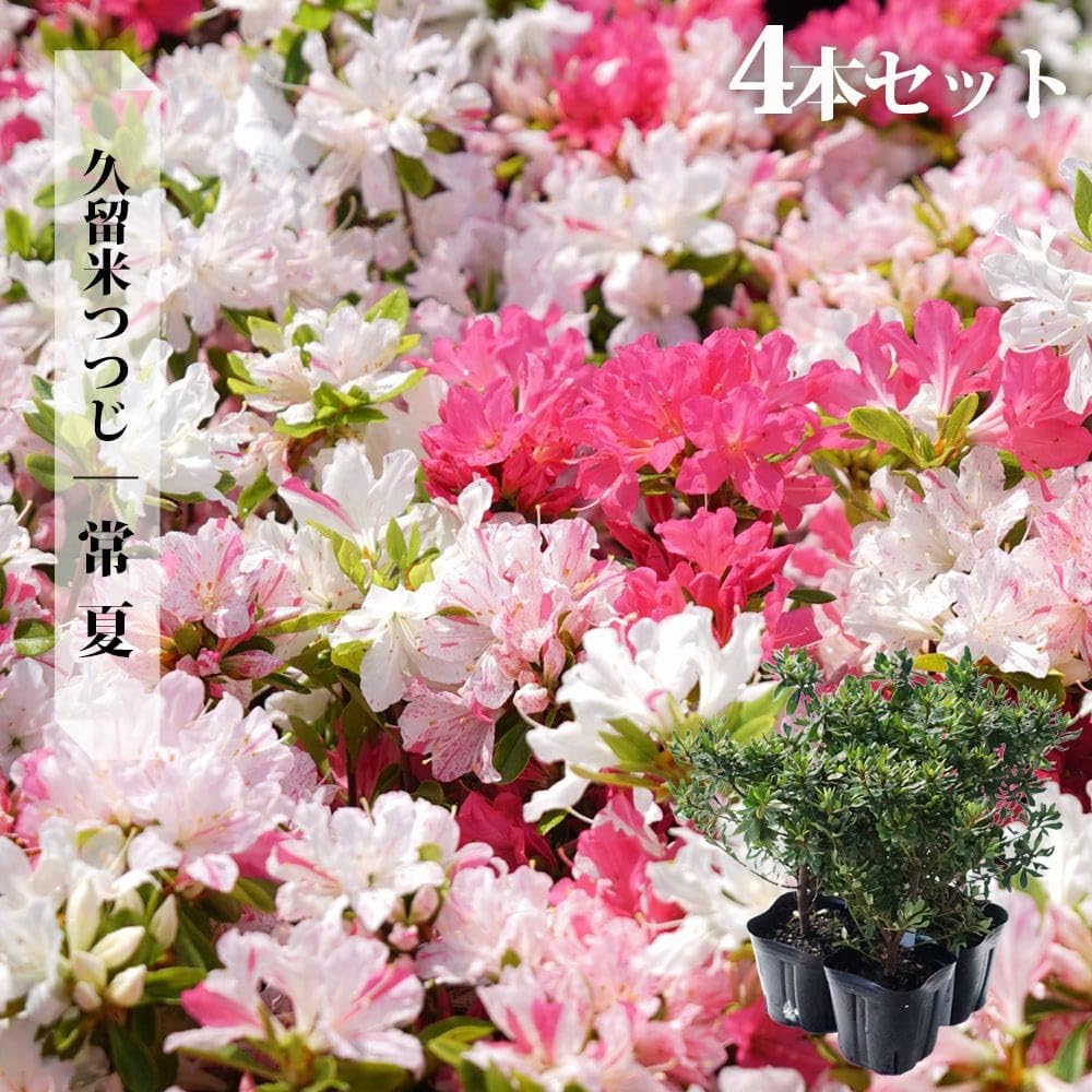 Amazon.co.jp: ツツジ 苗 クルメツツジ 【常夏/トコナツ】 4本セット 4