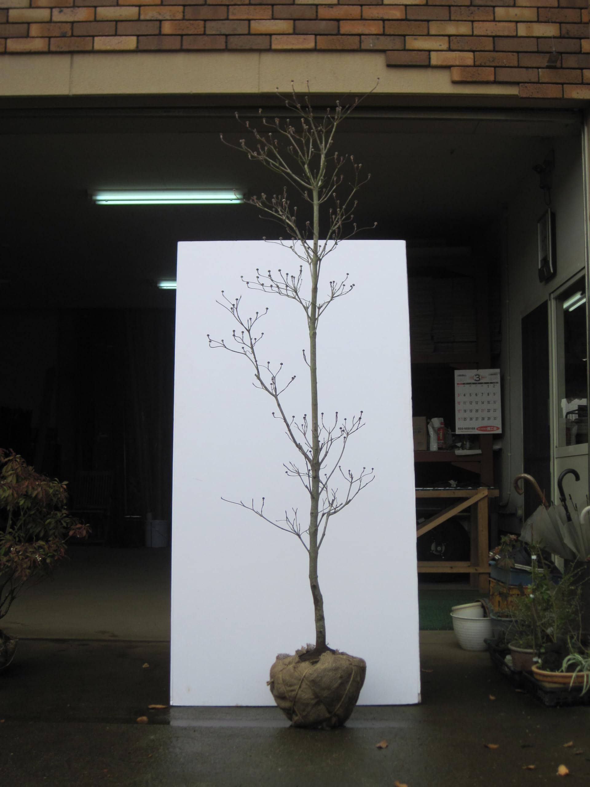 ⭐️大型⭐️ハナミズキ Amazon | S4-ハナミズキ（花水木） 樹高2.0m前後 露地苗 | 植木