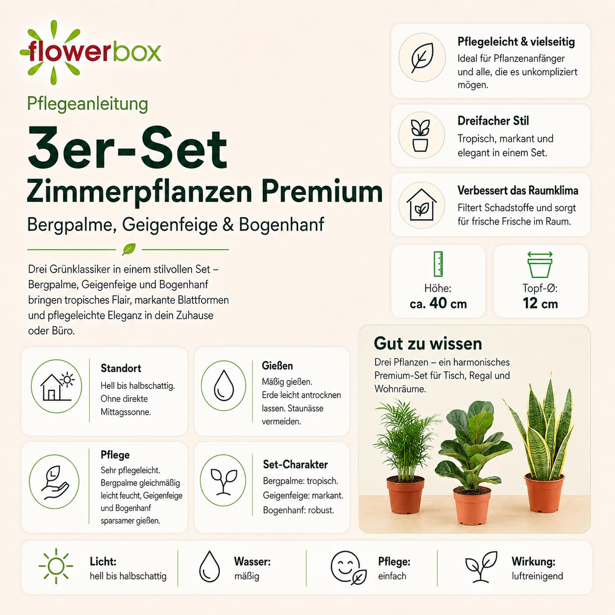 3er-Set pflegeleichte Zimmerpflanzen Premium - pflegeleichte Zimmerpflanze,  Bergpalme, Geigenfeige, Bogenhanf - Hhe ca. 40 cm, Topf- 12 cm :  Amazon.de: Garten