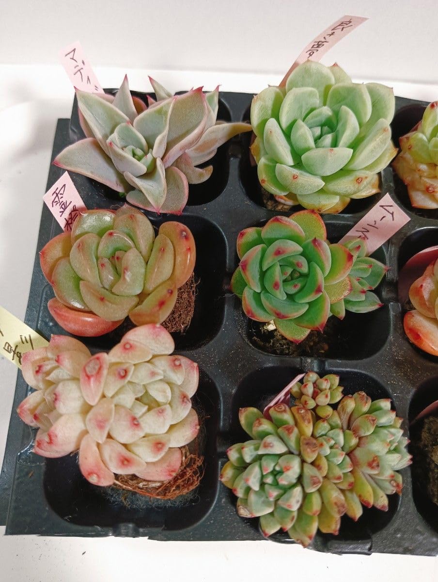 Amazon｜12種類多肉植物根付きセット エケベリア｜観葉植物