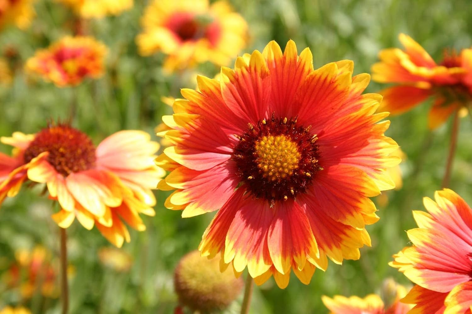 Dwarf Goblin Blanket Flower Gaillardia x grandiflora