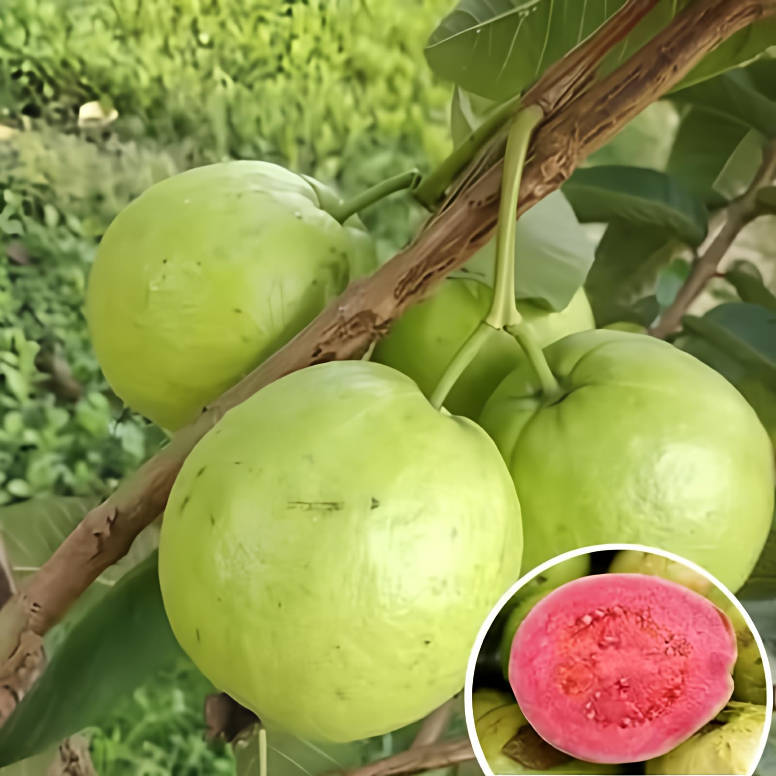 ELLA'S HOMES Fragrant Guava