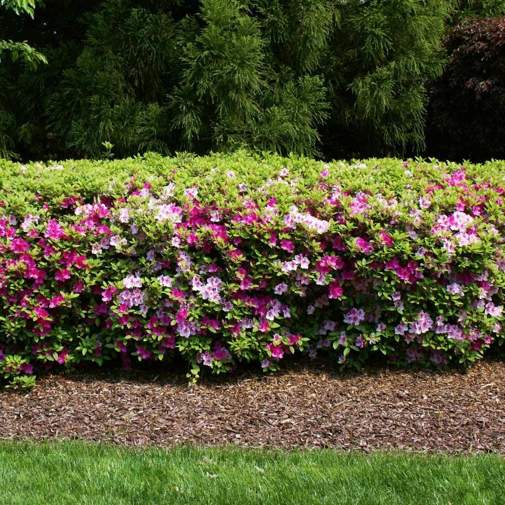 Brighter Blooms - Conversation Piece Azalea, 1 Gallon - No Shipping to AK, AZ, HI