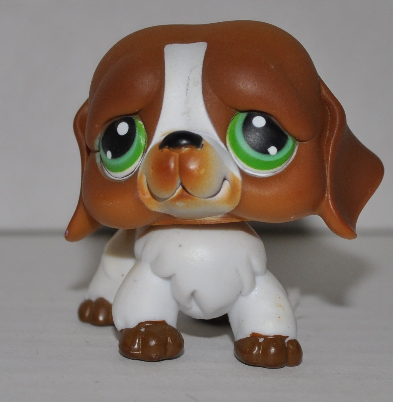 lps st bernard