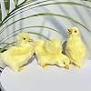 Pack of 3 Realistic Yellow Baby Duck Figurines - Lifelike Plush Ducklings. Spring Farm Animal Figures for Home, Holiday Party Easter Decoration Barnyard Photography Props
