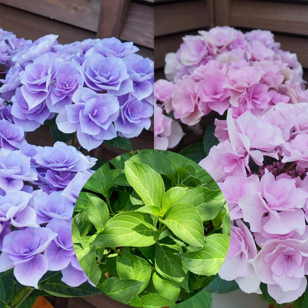 アジサイ 花模様 パープル 花木苗 5号/1個売り あじさい苗 アジサイ 花模様 パープル 花木苗 5号/1個売り あじさい苗