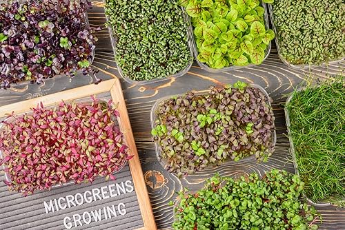 Miniatura 2 de Semillas de microverdes rizadas de berro para plantar, más de 500 semillas de reliquia por paquete, semillas sin OMG, semillas de jardín de (Isla's