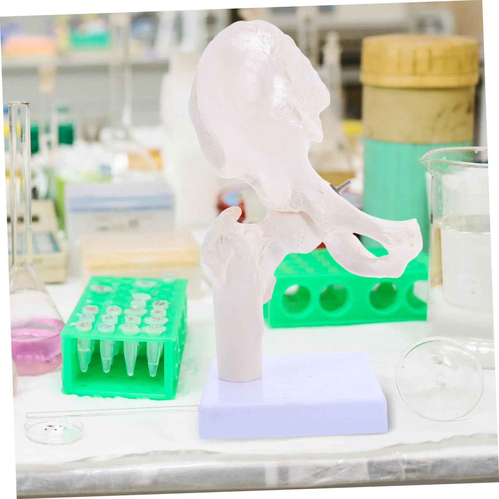 PRETYZOOM Modello Scheletro Umano Anatomico Struttura Scheletrica Giocattolo Modello Didattico per Studio Parte Rimovibile Materiale Durevole