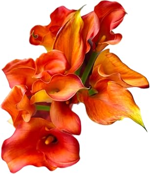 WANGBINYU 10 Stems of Fresh Orange Calla Lily Flowers Hydroponic Flower Arrangement Gifts for Home Decoration Birthdays Anniversaries Healing Sympathy Friendship and Love