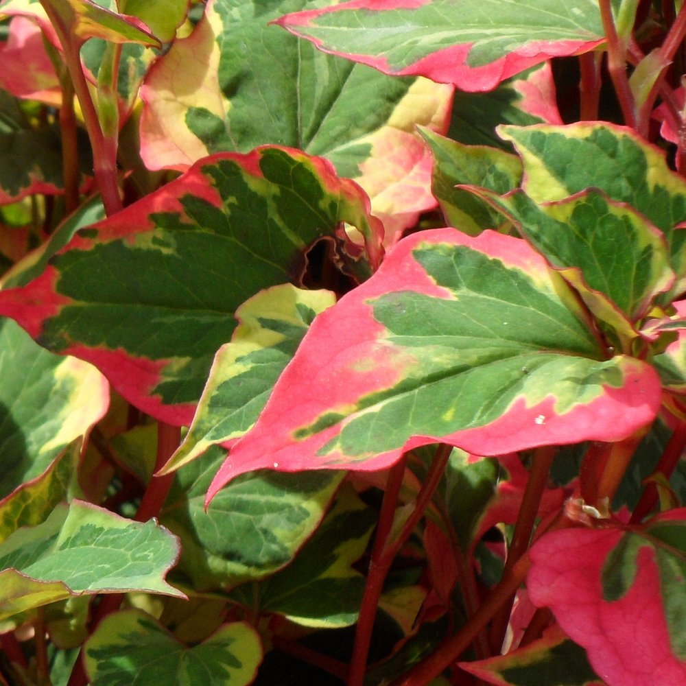 Houttuynia cordata Chameleon - Herbaceous Perennial Plants - Outdoor Garden Plant in Pot (9cm Pot, 15-30cm)