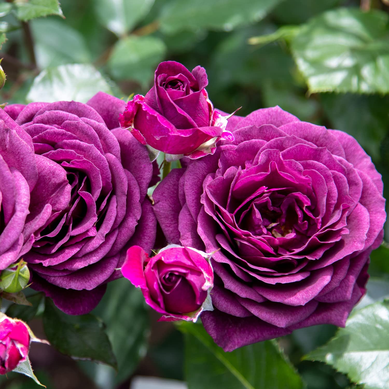 Purple Eden®, rosaio vivo Rose Barni®, rosa viola scuro, pianta cespugliosa e compatta, profumata, adatta alla coltivazione in vaso, resistente ai parassiti, rifiorente fino autunno cod.72082