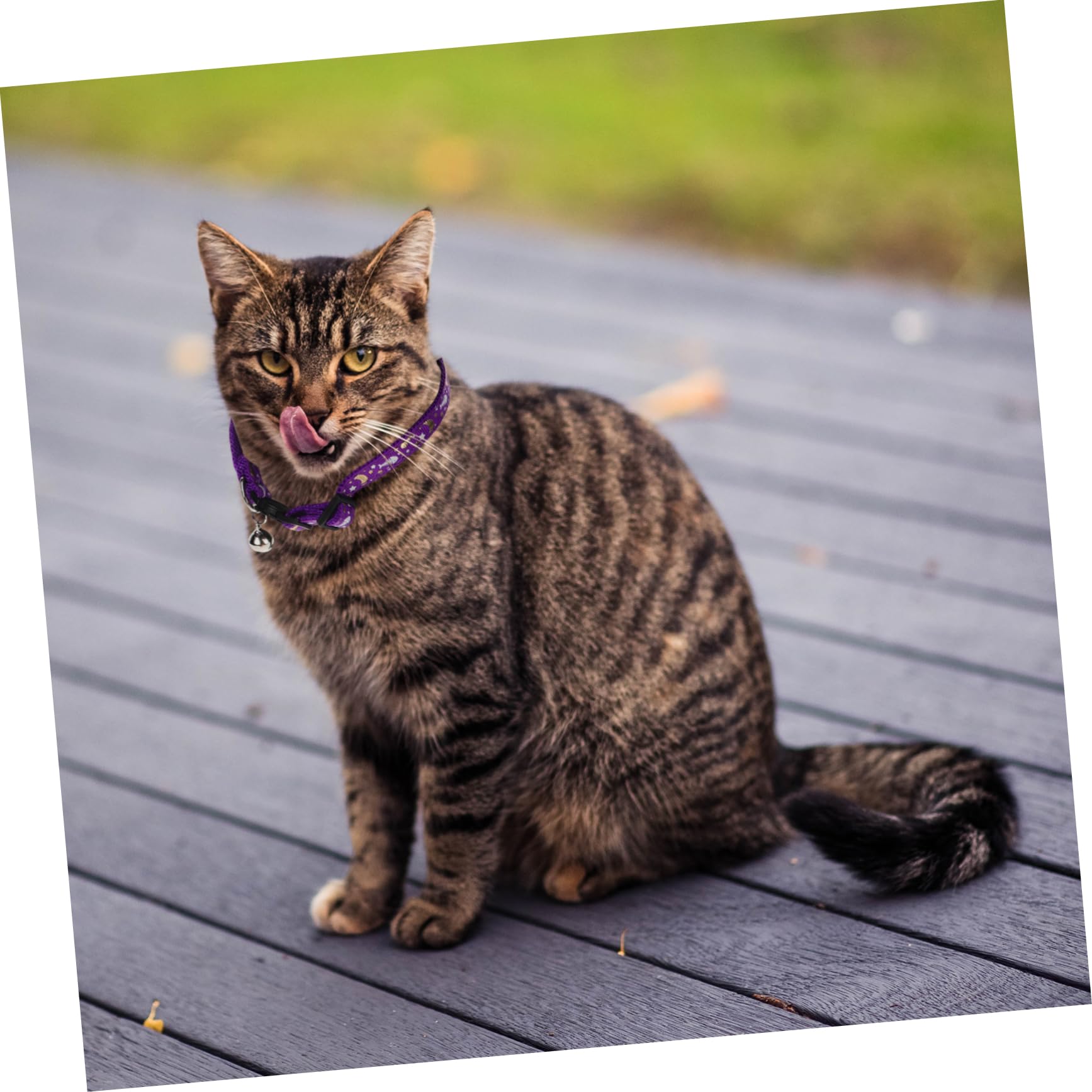 POPETPOP 9 STK Leuchtendes Katzenhalsband Dekoratives Katzenhalsband Katzenhalsbänder Katze Halskette Reflektierendes Hundehalsband Entzückendes Kätzchenhalsband Haustierzubehör Sanft Stoff