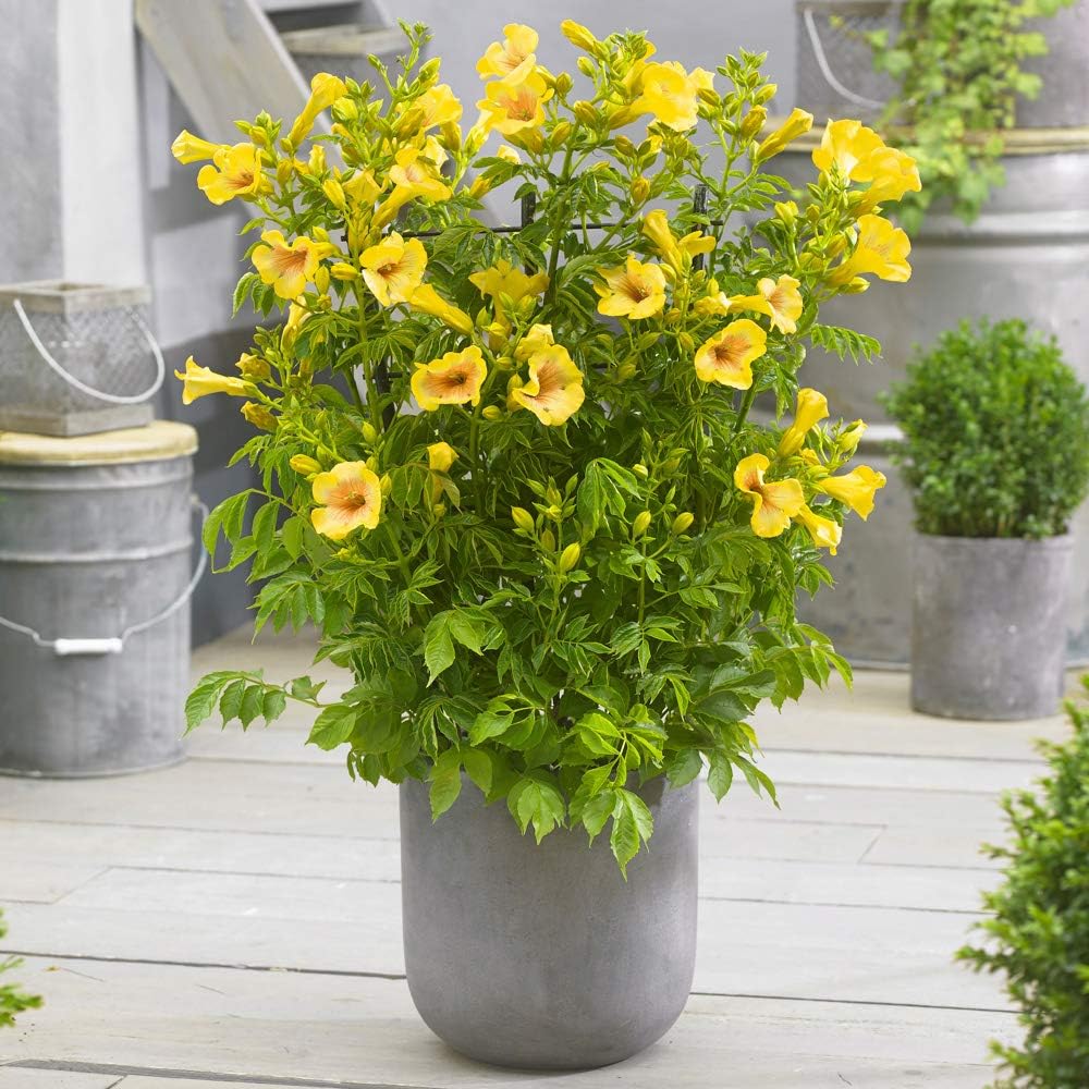 YouGarden Campsis 'Yellow Trumpet', Established Plant in 2L Pot