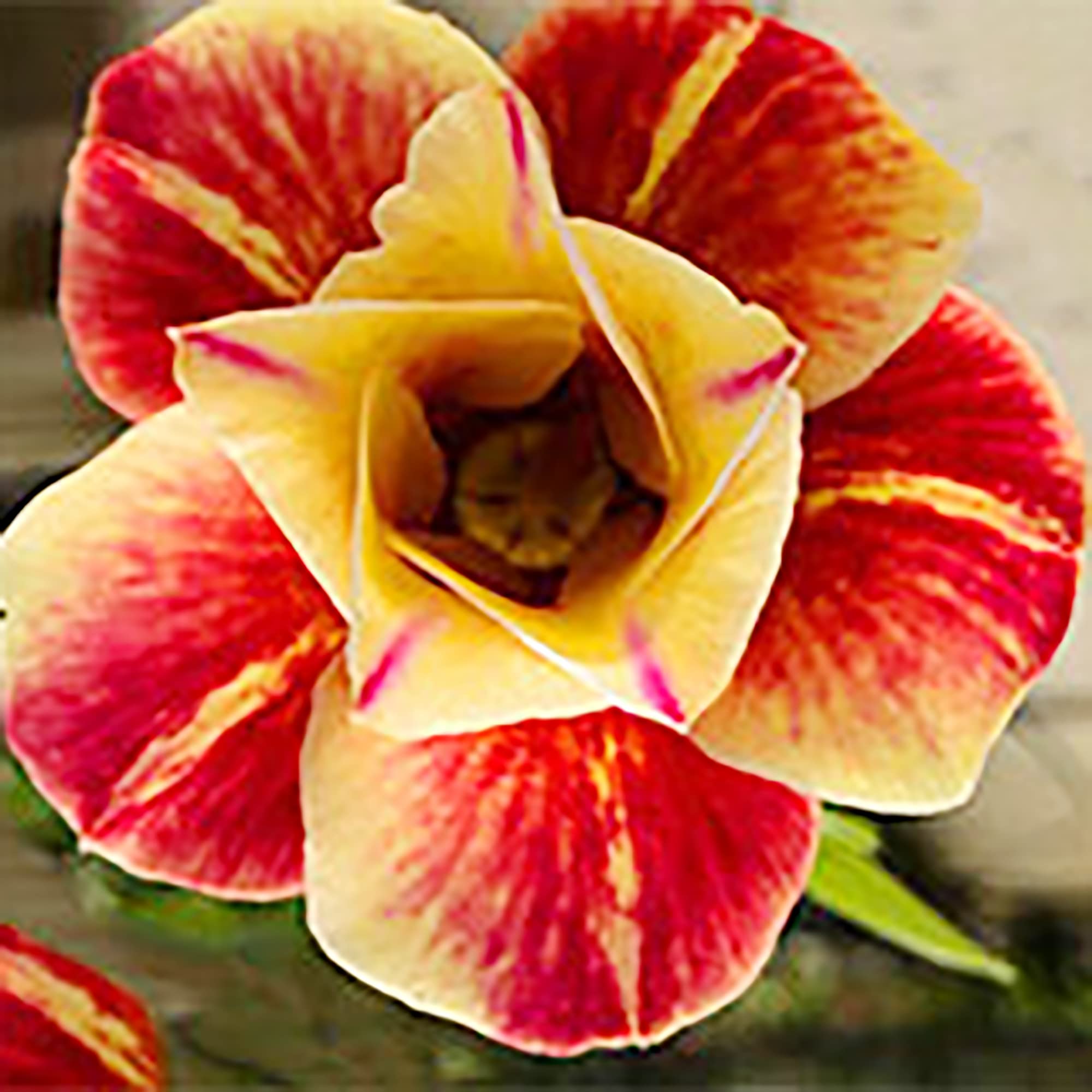 QAUZUY GARDEN 4 Premium Desert Rose Seeds Double Red Yellow Flower, Adenium Obesum, Mock Azalea, Sabi Star, Perennial Tropical Exotic Succulent Plant, Attract Pollinators