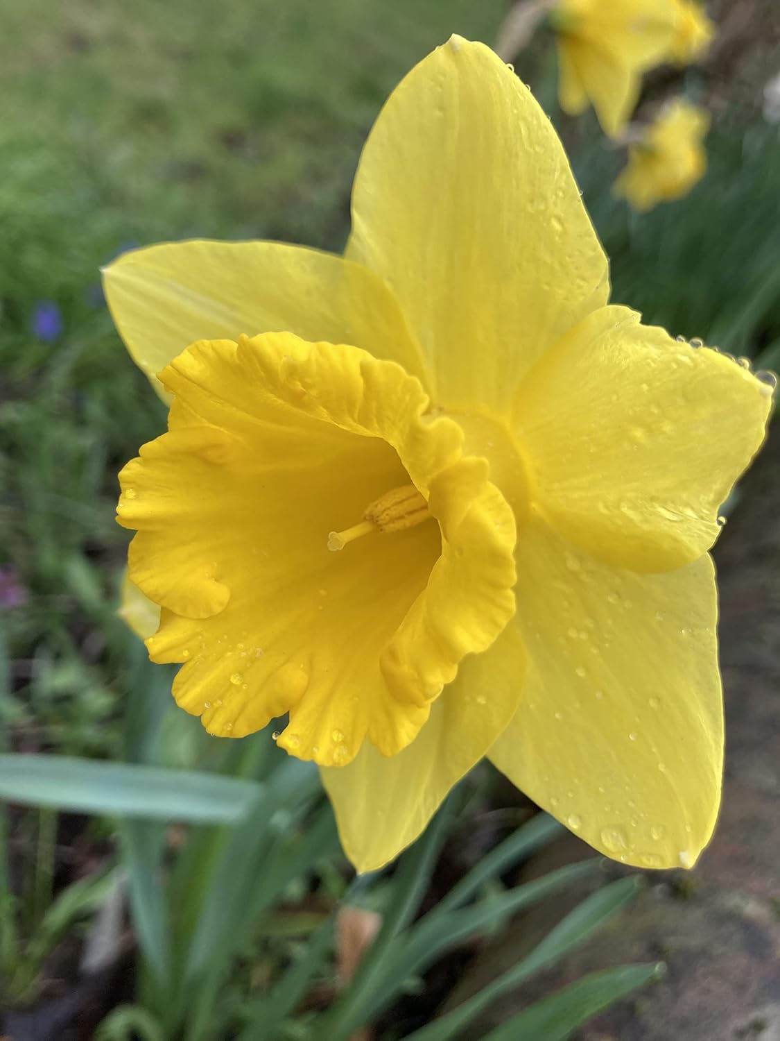 25kg Sack of Mixed Daffodil Bulbs (Free UK Postage) Amazon.co.uk Garden