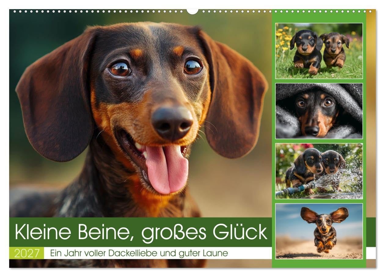 Kleine Beine, großes Glück (Wandkalender 2027 DIN A2 quer), CALVENDO Monatskalender: Dieser Dackelkalender begleitet dich mit 12 Monaten voller ... und herzerwärmender Momente. (CALVENDO Tiere)