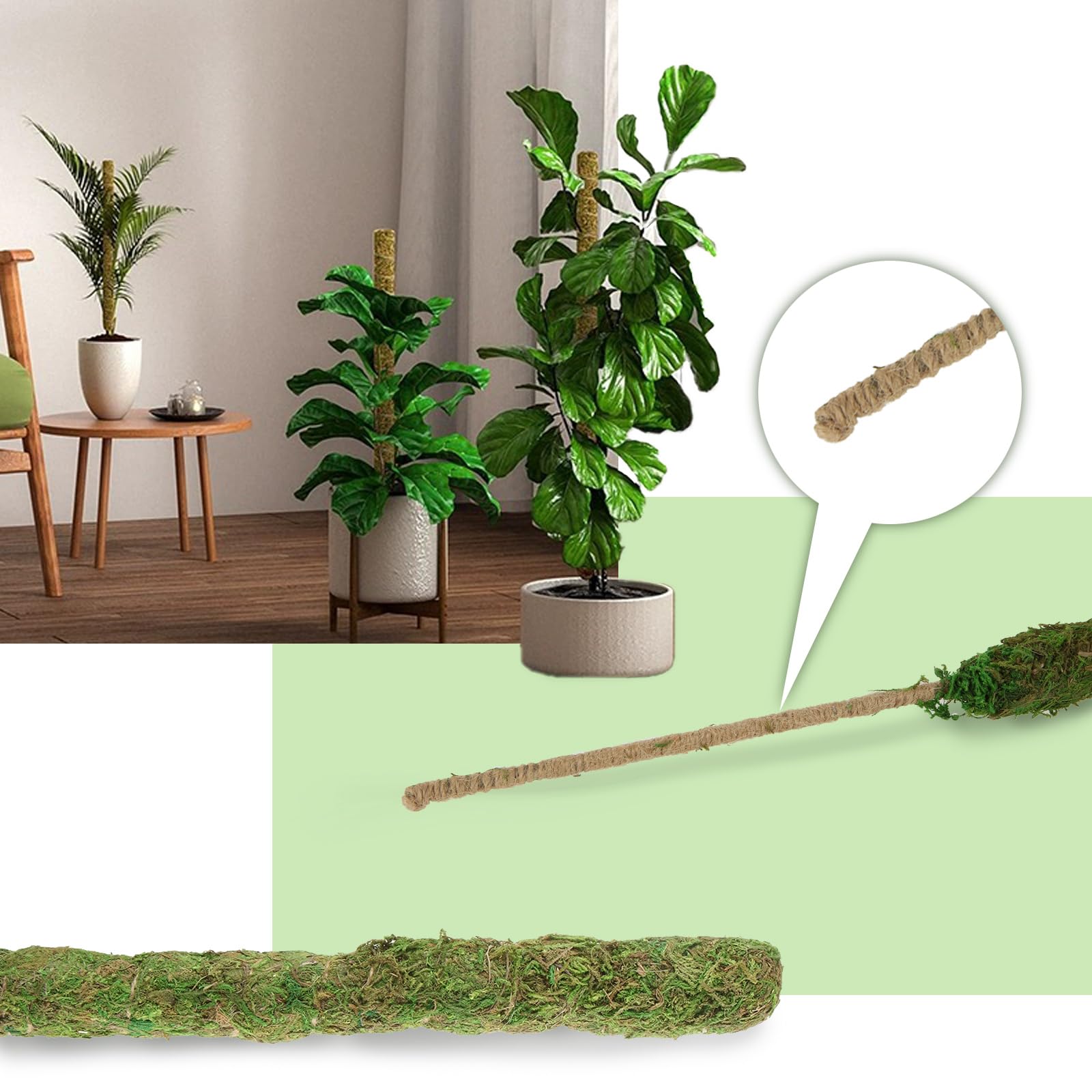 Amazon | 2本セット 園芸支柱 (曲げタイプ) モンステラ 支柱 120CM