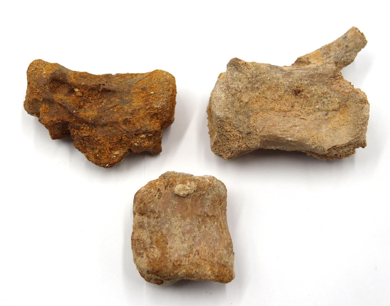 Lot of Fossil Dinosaur Vertebrae KEM KEM Morocco #18179