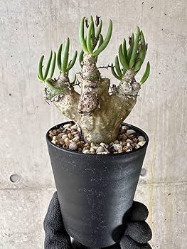 サマーセール！ 大株 万物想 チレコドン レティキュラータス 現地株 現地球 Amazon｜【現品限り】チレコドン・レティキュラータス 現地株 発