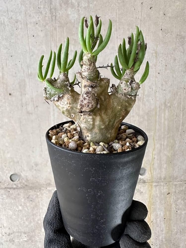 Amazon｜【現品限り】チレコドン・レティキュラータス 現地株 発