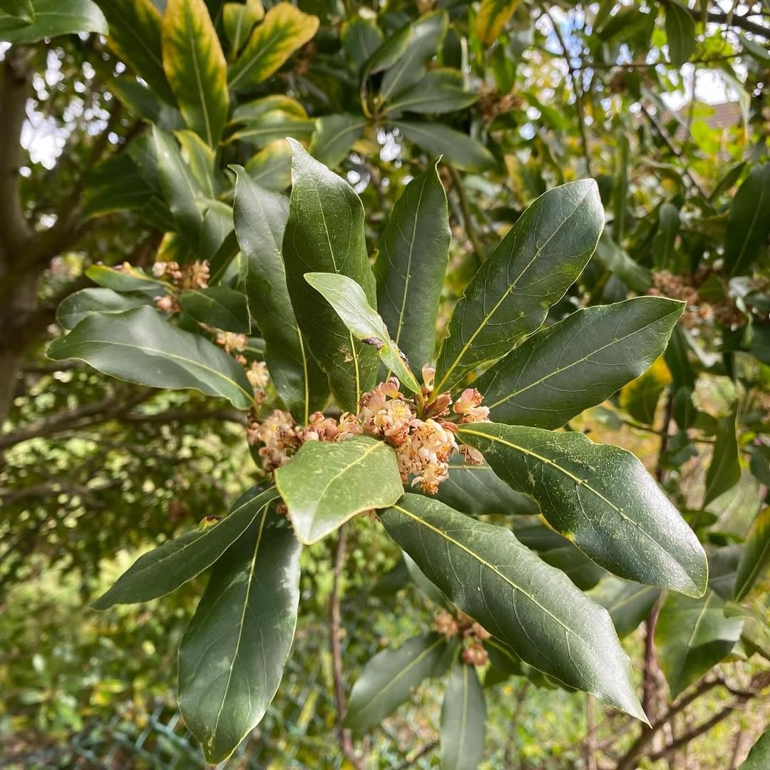 Bay Leaves Plant Live, Laurus Nobilis Bay Leaf Plant, Fragrant Sweet Bay Leaf Tree for Planting Indoor Outdoor
