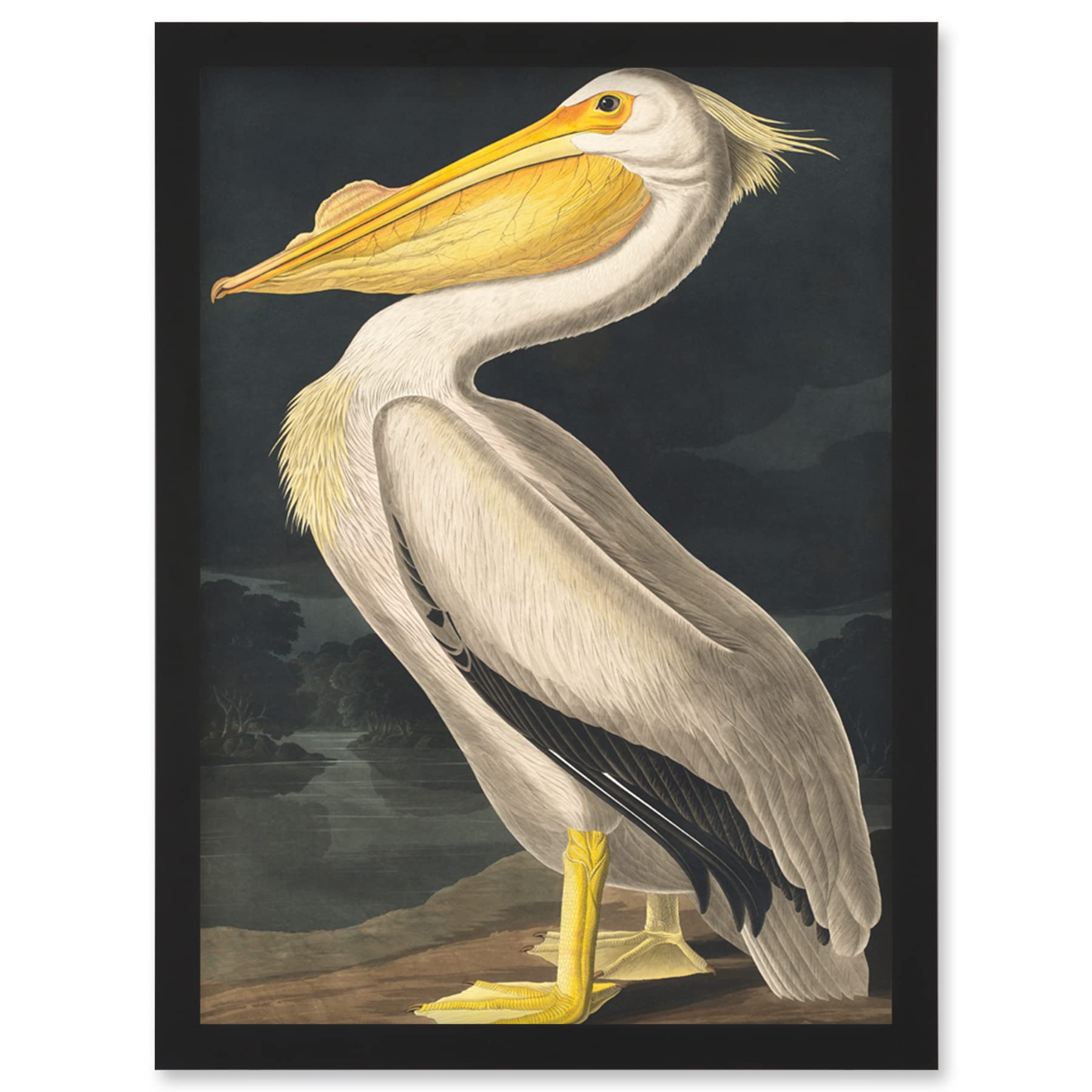 John James Audubon Style Pelican Bird Vintage Detailed Illustration Artwork - Framed Wall Art Print A4