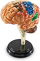 Vista 3 de Modelo de cerebro Learning Resources