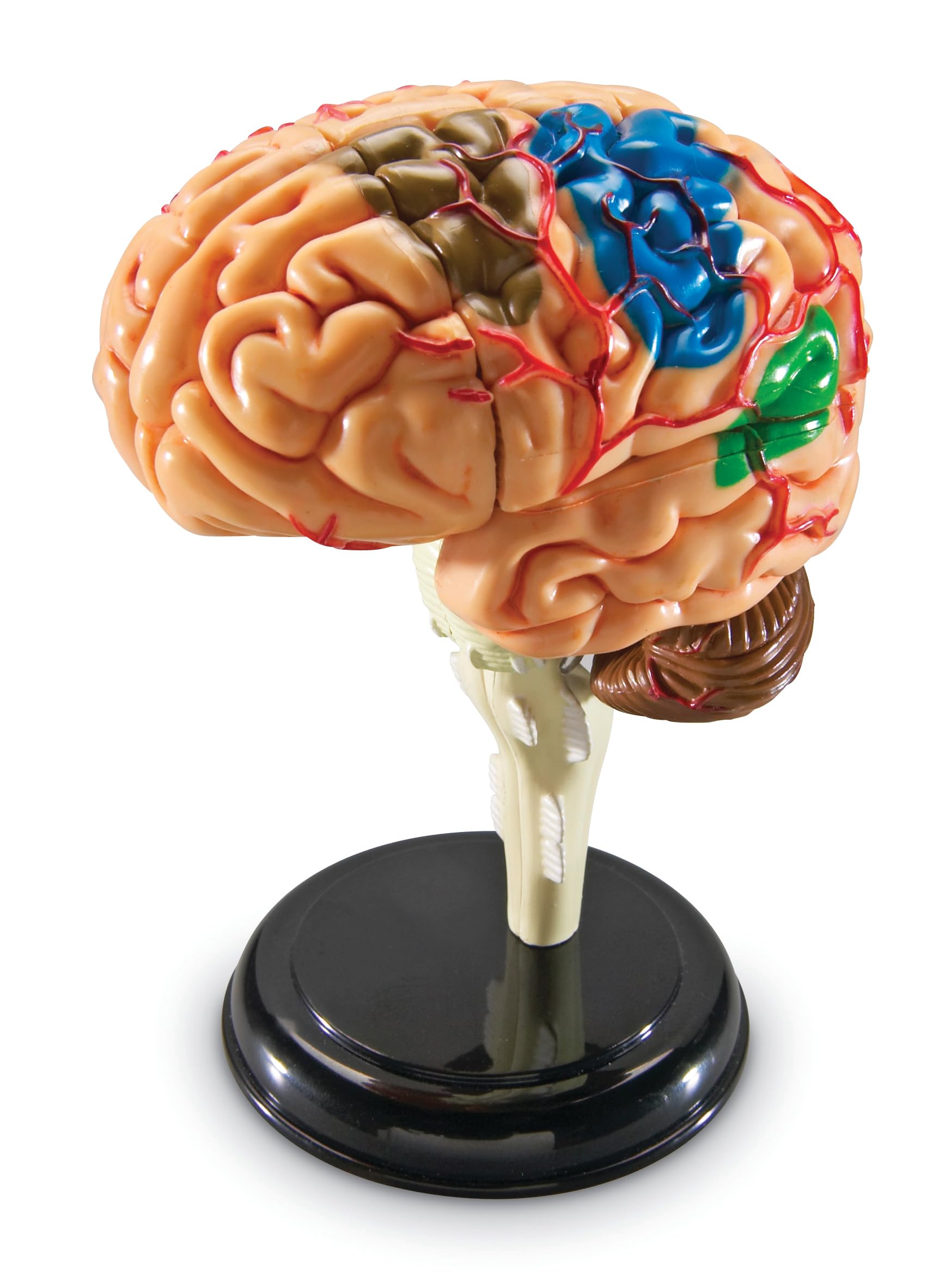 Learning Resources Czlowiek Anatomia Model Czlowiek Mózg 31-Kawałek Zestaw