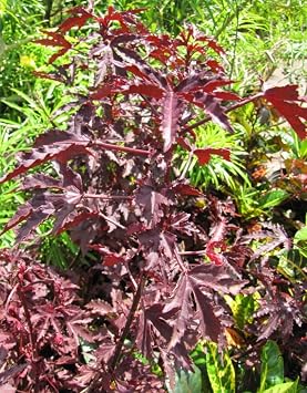 Set 2 Cranberry Hibiscus Plants Red Leaf Hibiscus Bushes False Roselle Plants Rose Mallow Flowers Shurb 4-6 Inch Tall, Ready to Grow