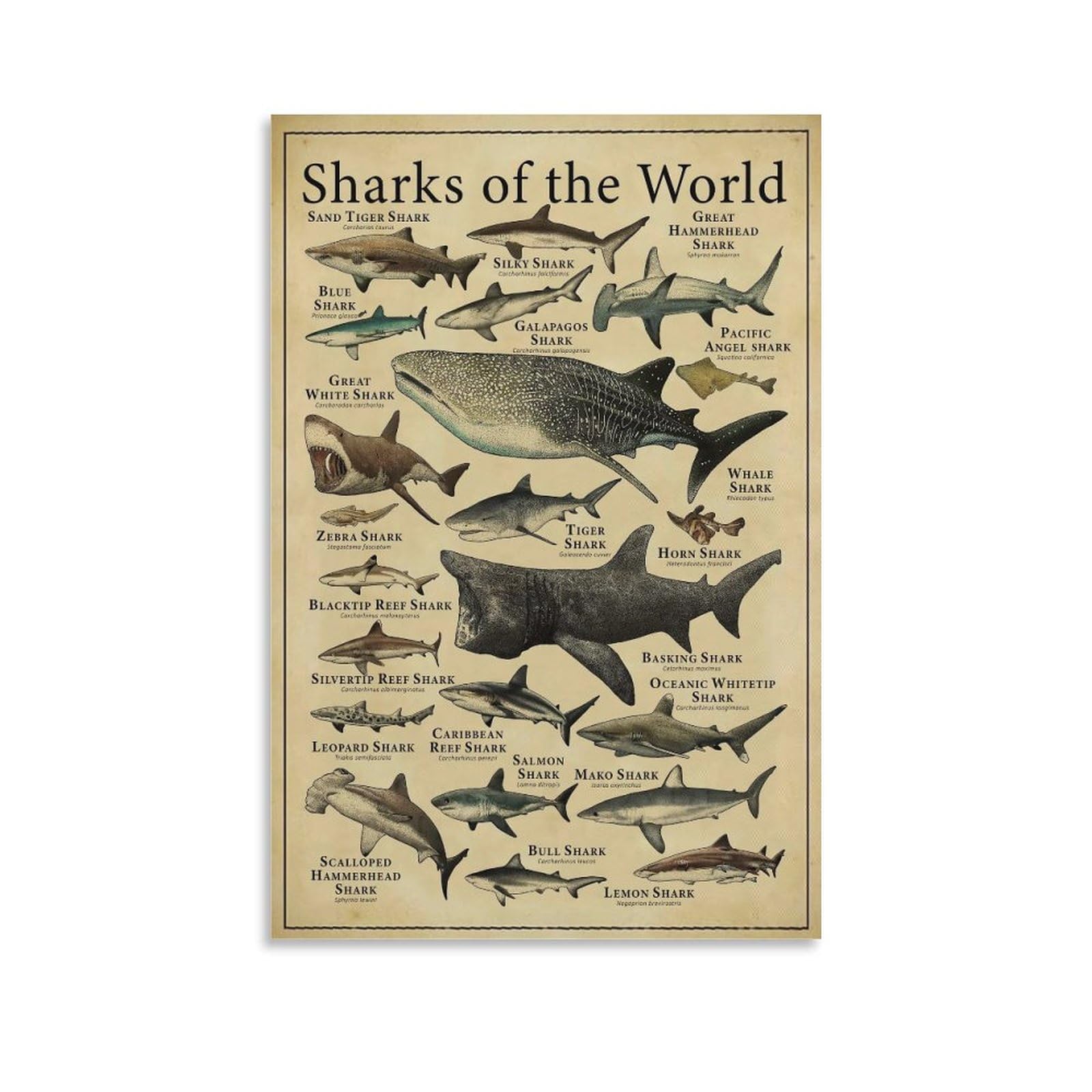 CYPGTBCK Types of Shark Poster Shark Knowledge fishing Education fish Poster Decorative Painting Canvas Wall Art Living Room Posters Bedroom Painting