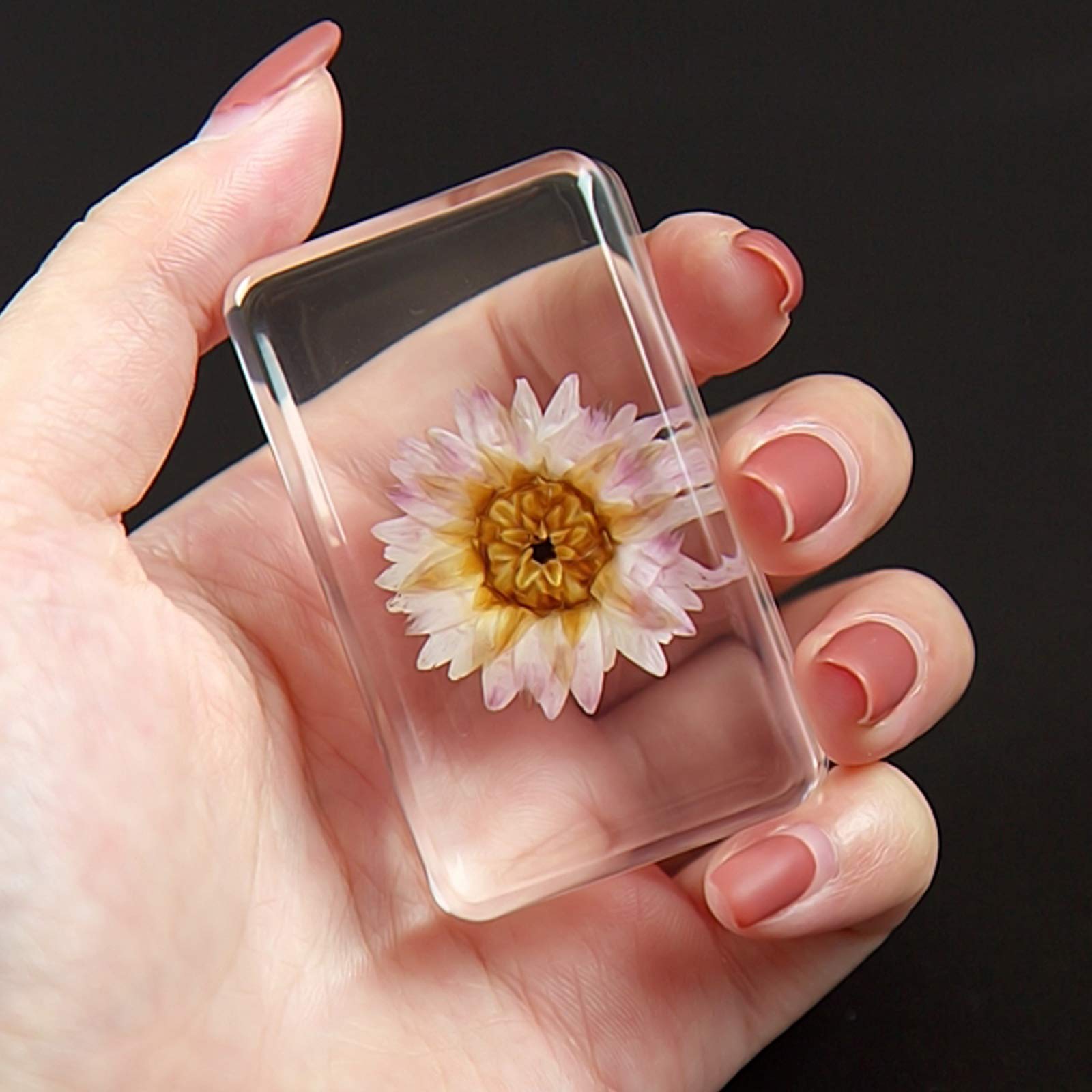 Amazon.co.jp: 植物樹脂標本,植物標本,生物学的教育,教育玩具,幼稚園の