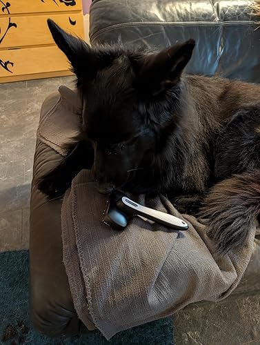 Bewertung von BewegteHunde