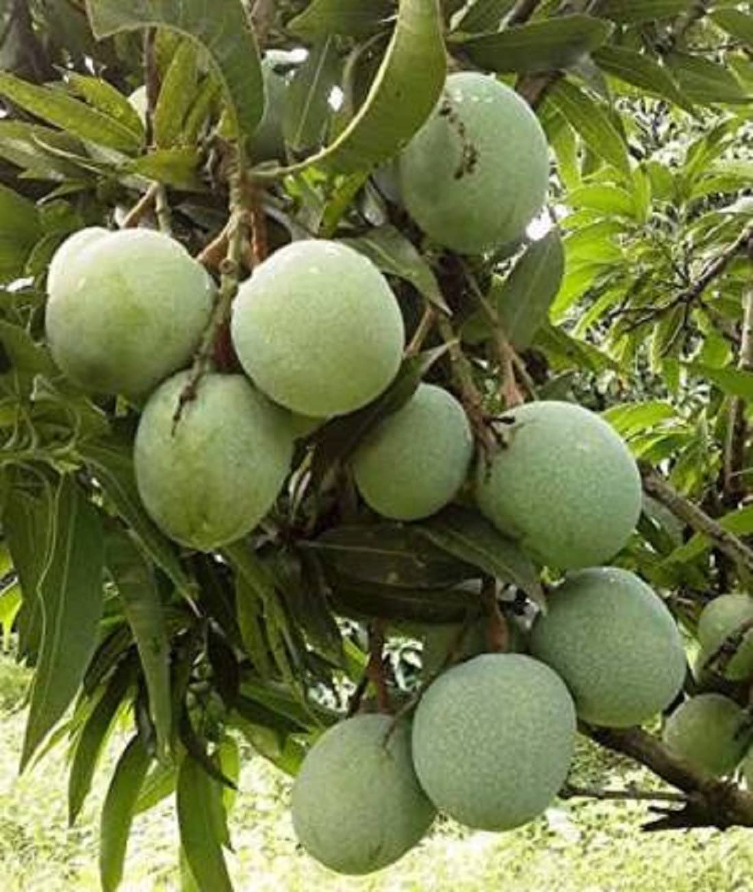 Zomoloco_Mango Plant-Gardens Live Ramkela Mango/Aam Grafted Fruit Plant For (B0BHSNLCWD) Amazon Price History, Amazon Price Tracker