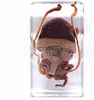 樹脂封入シロアリ女王卵巣標本 70mm☆本当に珍しい標本☆ 樹脂封入 樹脂封入シロアリ女王卵巣標本 70mm☆本当に珍しい標本☆ 樹脂封入