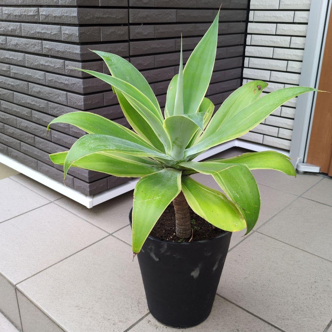 Amazon｜多肉植物 アガベ アテナータ ボーチンブルー 斑入り 8号鉢 根