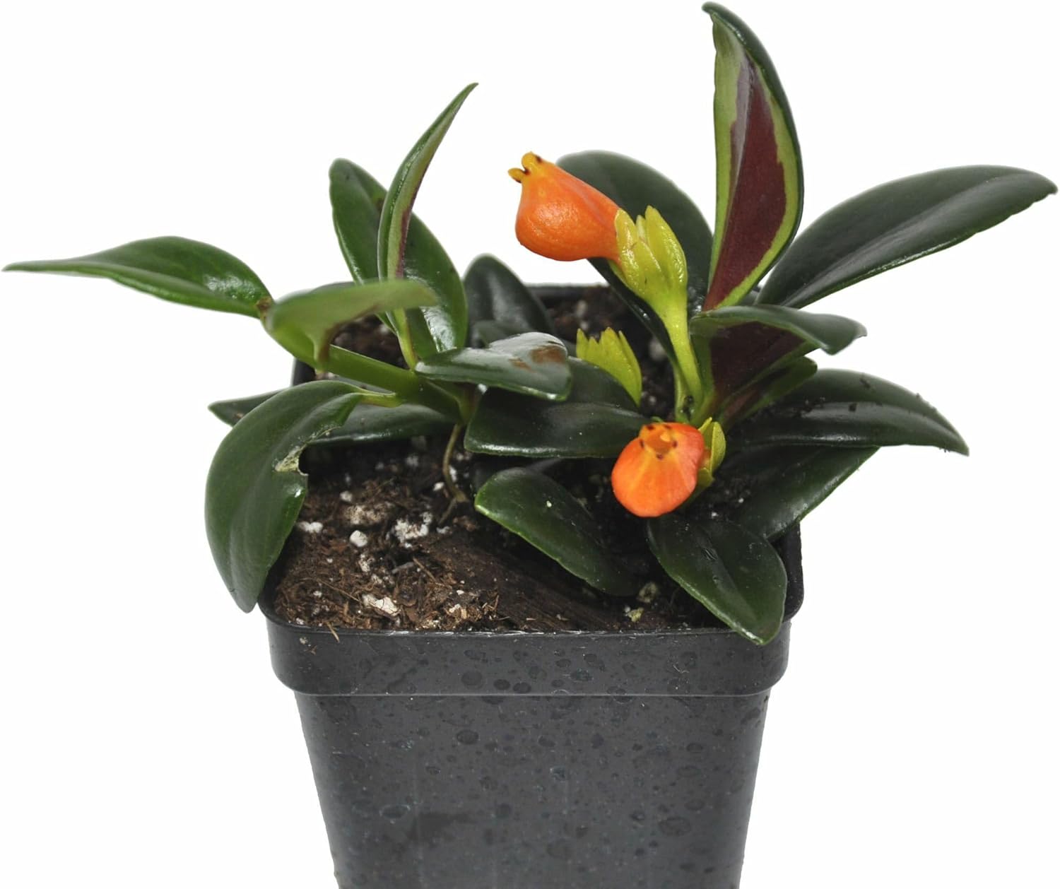 Nematanthus ‘Shady Lady Marlene’, Nematanthus ‘Shady Ladies Marlene’, Goldfish Plant, houseplant, Shiny and Vibrant Foliage, Container Size: 3" (2.6x3.5)